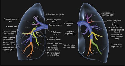 Pulmonary vascular anatomy & anatomical variants. | Semantic Scholar