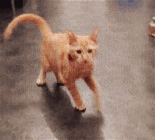 Cat Chasing Tail GIFs - Find & Share on GIPHY