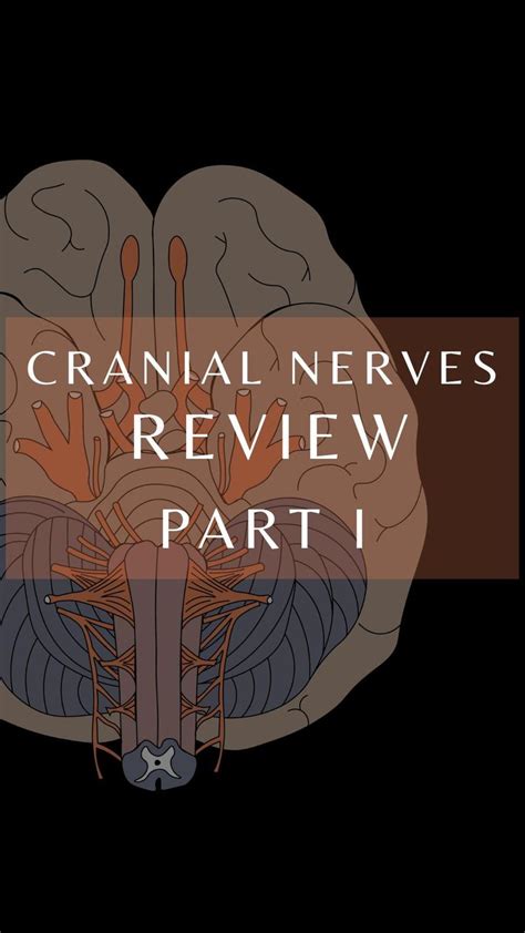 Cranial Nerves Anatomy and Physiology | 12 Cranial Nerves | Nerve ...