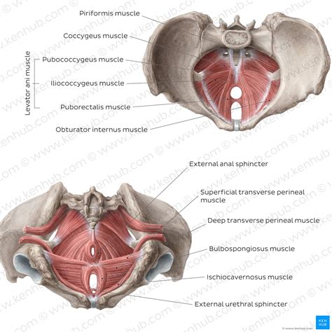 5 Functions Of The Pelvic Floor Muscles | Viewfloor.co