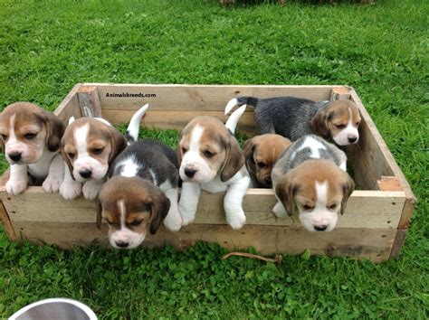 Beagle - Puppies, Rescue, Pictures, Information, Temperament ...