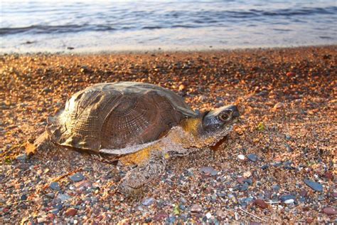 Wildlife - Sardinia - Italy