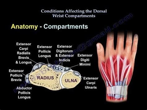 Conditions Affecting Dorsal Wrist Compartments - Everything You Need To ...