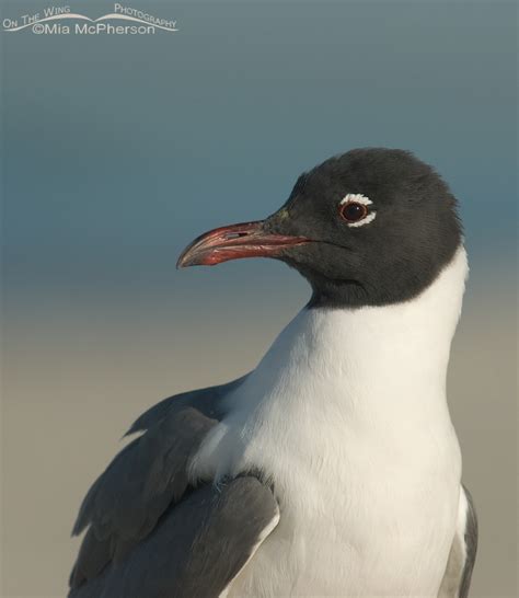 Laughing Gull portrait in breeding plumage – Mia McPherson's On The ...