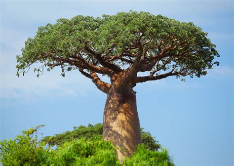 The world’s oldest baobab trees are suddenly dying after thousands of ...