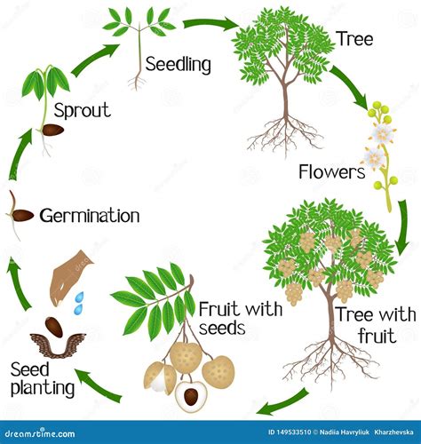 A Growth Cycle Of A Longan Tree On A White Background. Vector ...