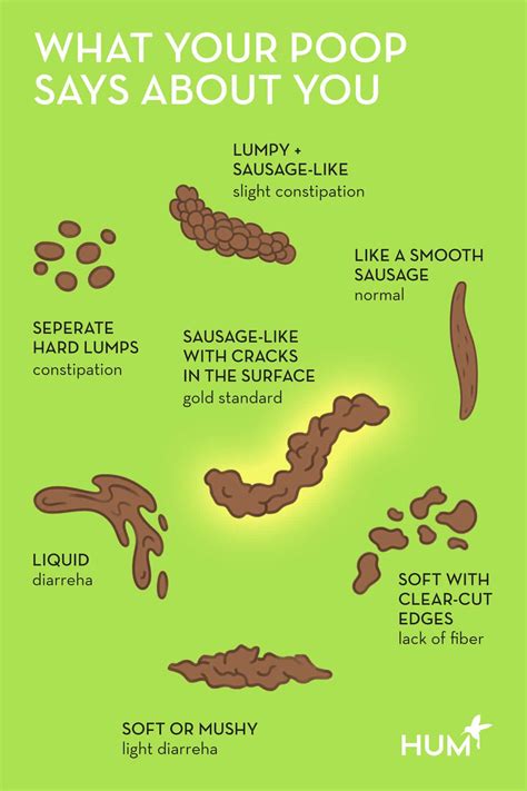 What Does Healthy Human Poop Look Like