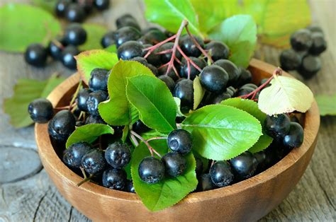 Aronia Berry Recipe Book – American Aronia Berry Association