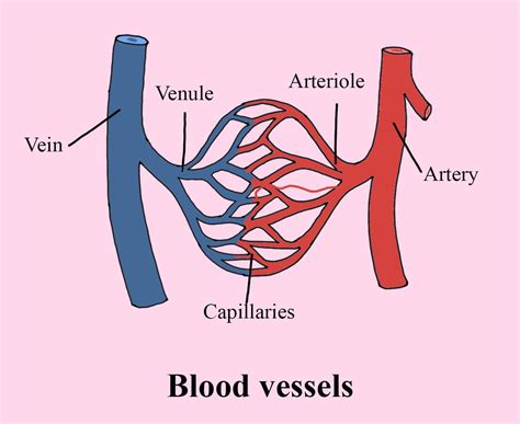 Arteries Vs Veins Anatomy Structure And Function Of Blood Vessels ...