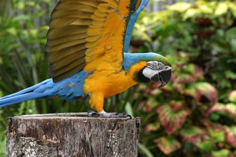 Blue-and-yellow Macaw - Zoo Atlanta