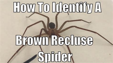 How to identify a brown recluse spider - YouTube