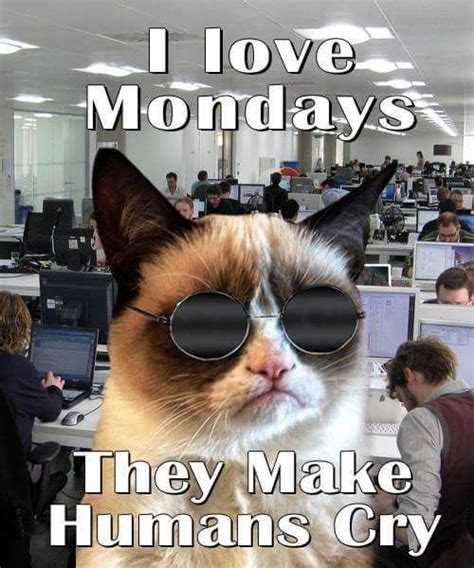 Grumpy Cat hates Mondays | Funny grumpy cat memes, Funny cat memes ...