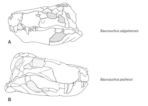 The Forgotten Archosaurs: Baurusuchus