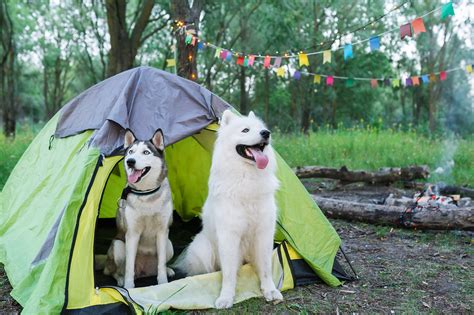 6 tips para disfrutar con tu perro un finde de camping sin lamentarlo ...