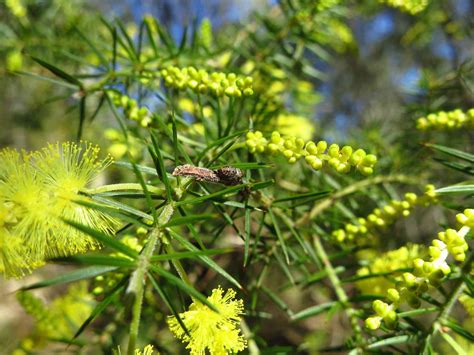 23 Species of Acacia Trees and Shrubs