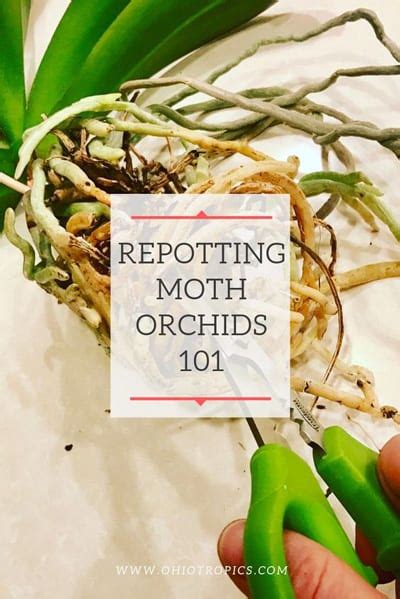 How to Repot an Orchid - An Illustrated How-To Guide