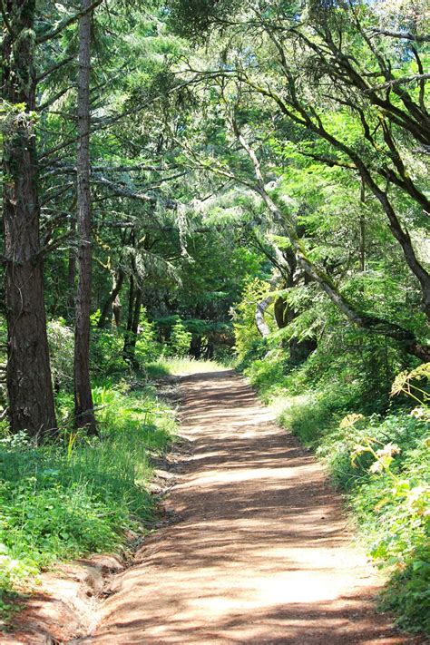 California Comeback: Muir Woods Hike