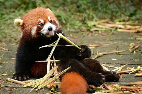 What Do Red Pandas Eat? - WorldAtlas