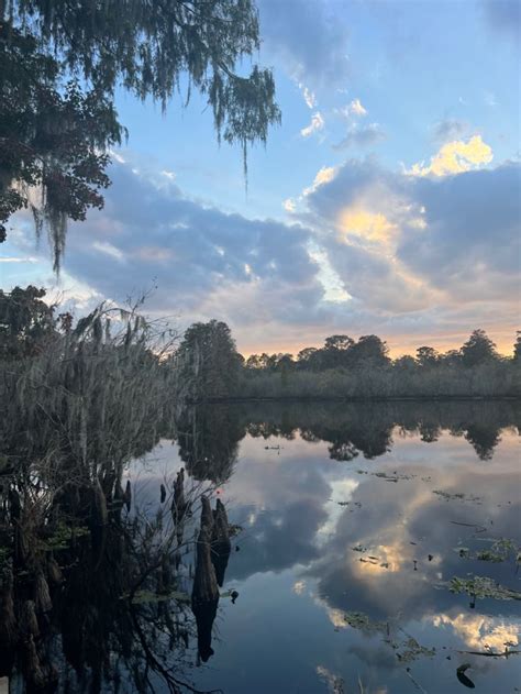 Florida swamp sky in 2022 | Outdoor, Swamp, Water