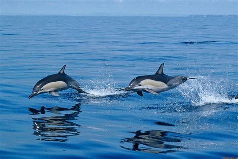 Azores A Prime Destination For Whale Watching, Ponta Delgada, Portugal ...