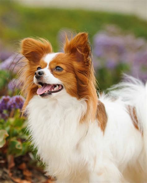 15 Papillon Colors & Markings (With Pictures)