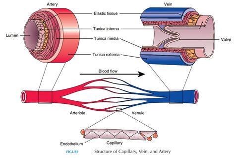 Structure And Function of Blood Vessels