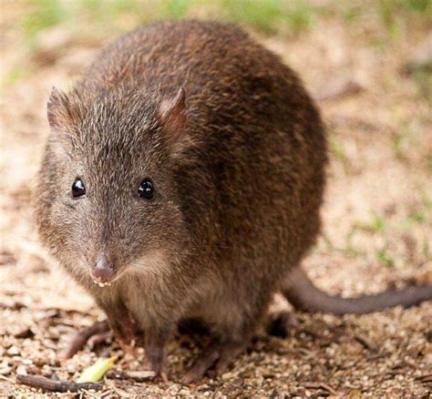 First long-nosed potoroo joeys to be born at Aussie Ark | Manning River ...