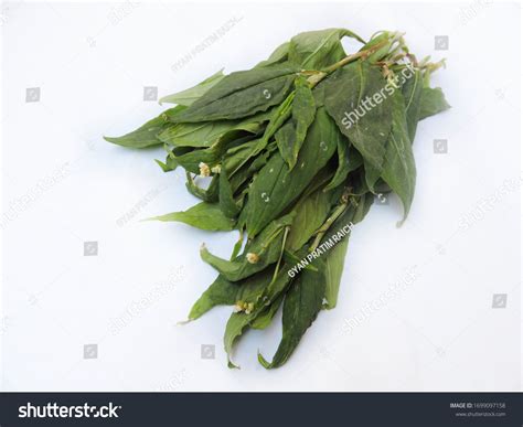 Leafy Vegetable Polygonum Microcephalum Perennial Edible Stock Photo ...