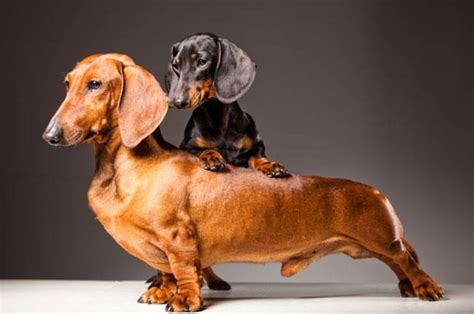 If you love dachshunds, visit our blog to find the best products and ...