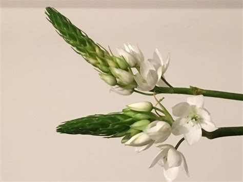 Star Of Bethlehem Flower Essence For Dogs | Best Flower Site