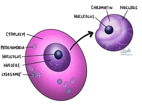 Nucleus - MyPathologyReport.ca