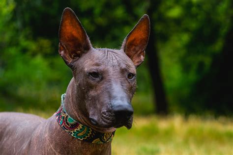 10 Best Hairless Dog Breeds