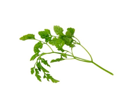 Herb - Chervil