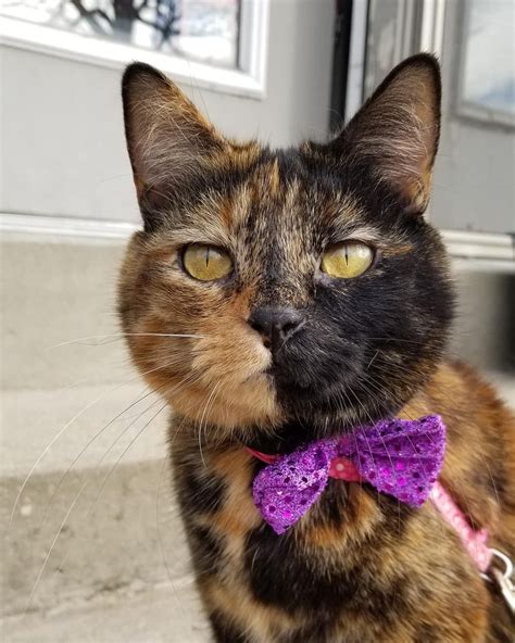 Sparkly Cat Bow Tie by @shelbychichandmadegifts Silly Cats, Cats And ...