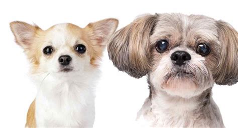 Shih Tzu Chihuahua Mix - Is This The Perfect Cross For You?