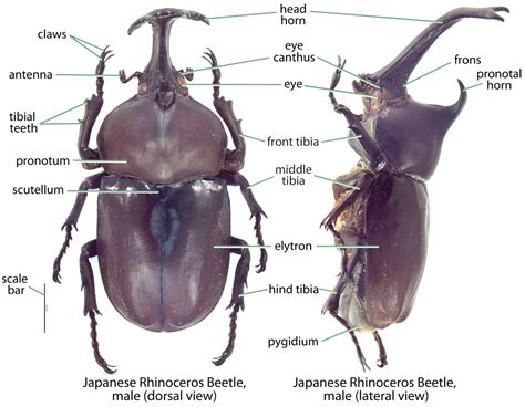 Scarab anatomy | Hawaiian Scarabs