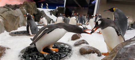 SEA LIFE Melbourne Penguin Encounter - Buy Now | Experience Oz + NZ