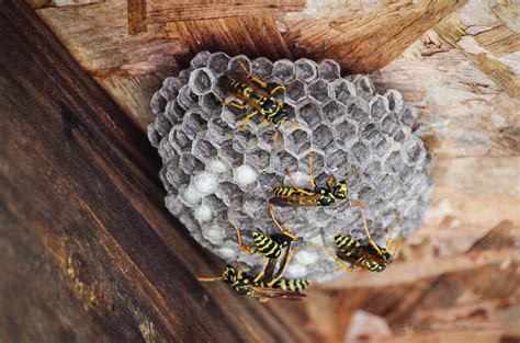 Your Guide to Stinging Insect Nests - Vulcan Termite & Pest Control