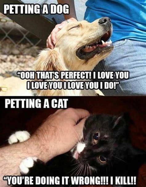 Petting Cats Vs Dogs