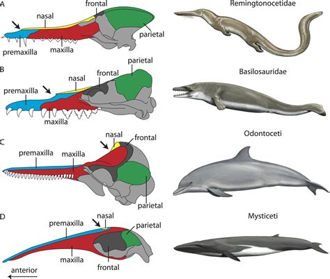 Odontocetes