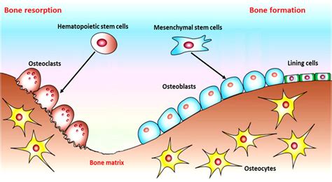 The Remodeling of Bone Is a Function of Which Cells - JoannaminDaugherty