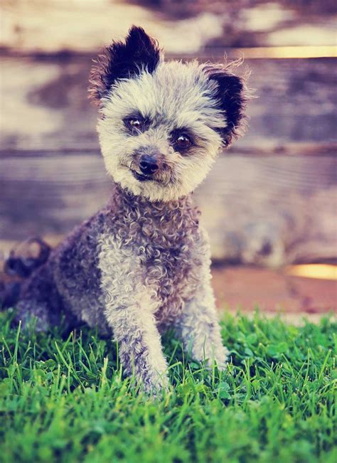 Mix Breed Dogs Archives - The Happy Puppy Site | Poodle mix dogs ...