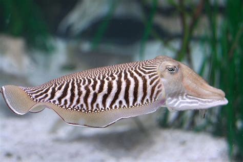 Cuttlefish Have Good Memories, Even in Old Age | Mind Matters