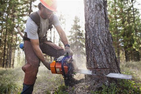 How to Fell a Tree Using a Chainsaw