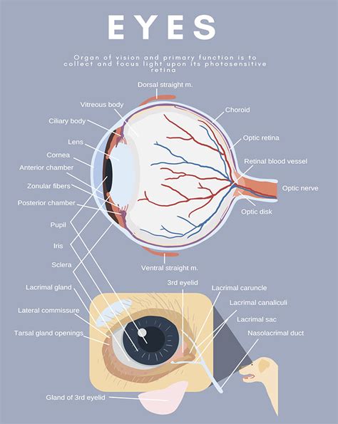 Cat Eye Anatomy Diagram