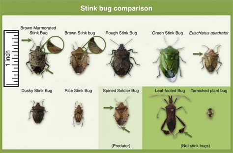 Extensive Research Devoted To Understanding Brown Marmorated Stink Bug ...