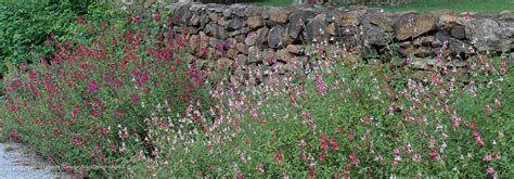 Sage Advice: Plant salvia for a deer-resistant garden