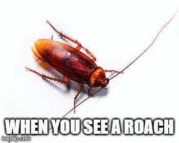 When you see a roach - Imgflip