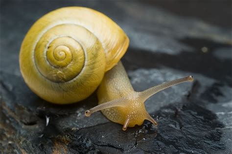 Slimy Snail by ~FrederikM on deviantART | Slakken, Fotografie, Natuur