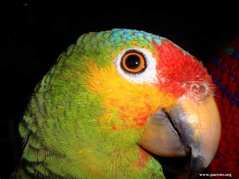 Parrot Encyclopedia | Red-lored Amazon | World Parrot Trust